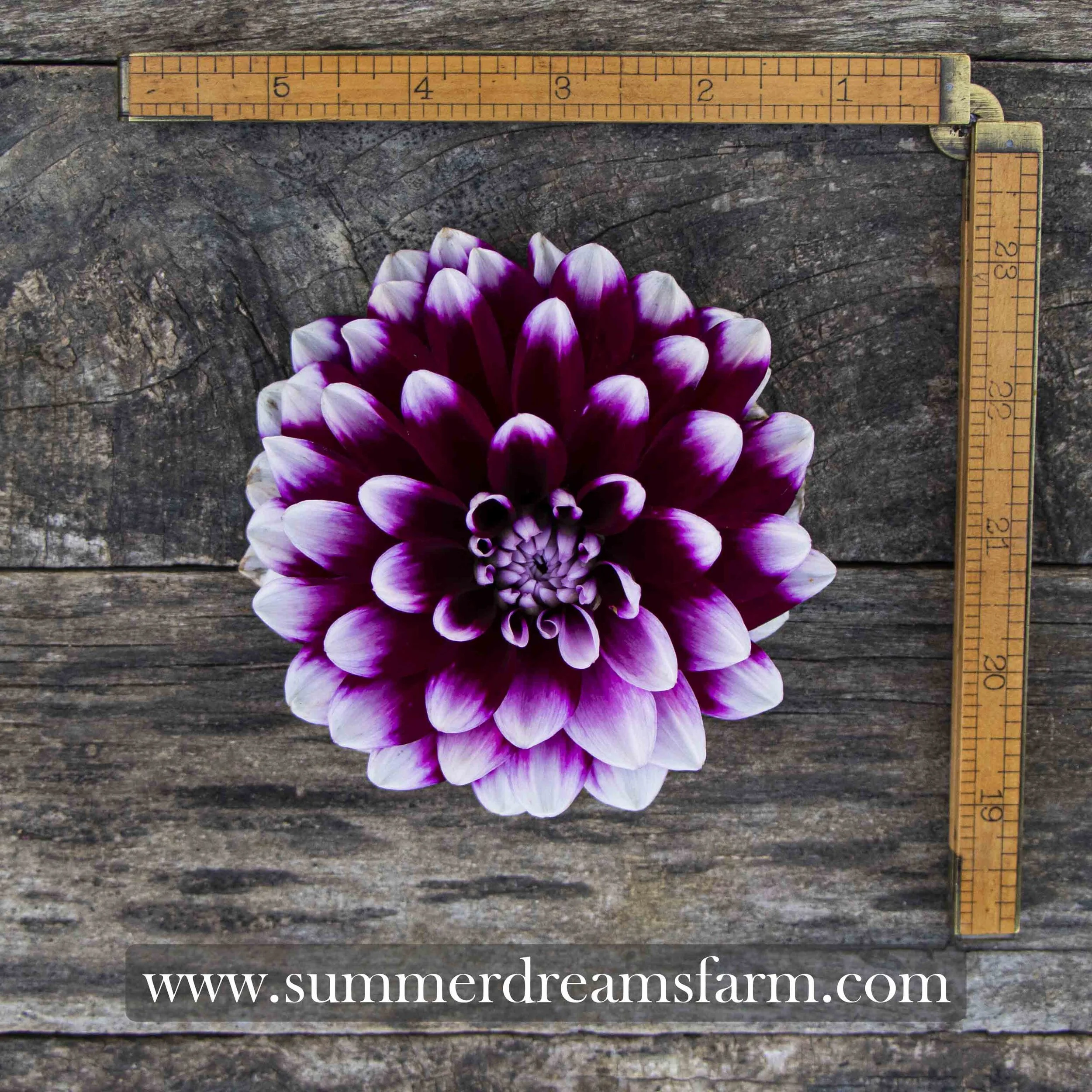 ♡ Dahlia♡ Dahlia+-+Ryan+C.jpg?format=1000w